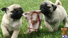 pug puppy posted by ekane Beasley